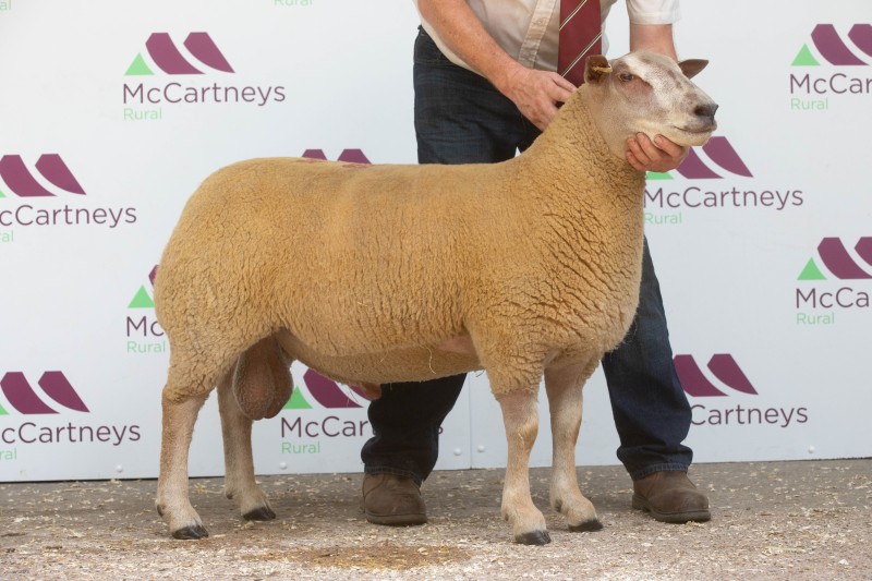 Edstaston U R The Man Edstaston U R The Man